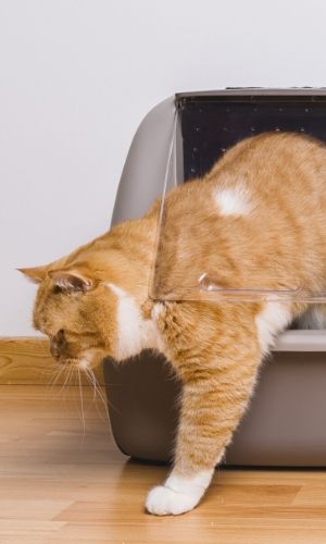 cat crawling out of a litter box