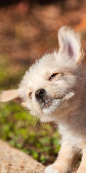 dog flapping ears